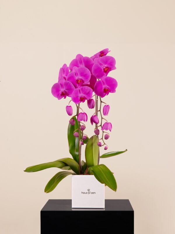 Double-stem fuchsia orchid plant in white Houz of Zen box