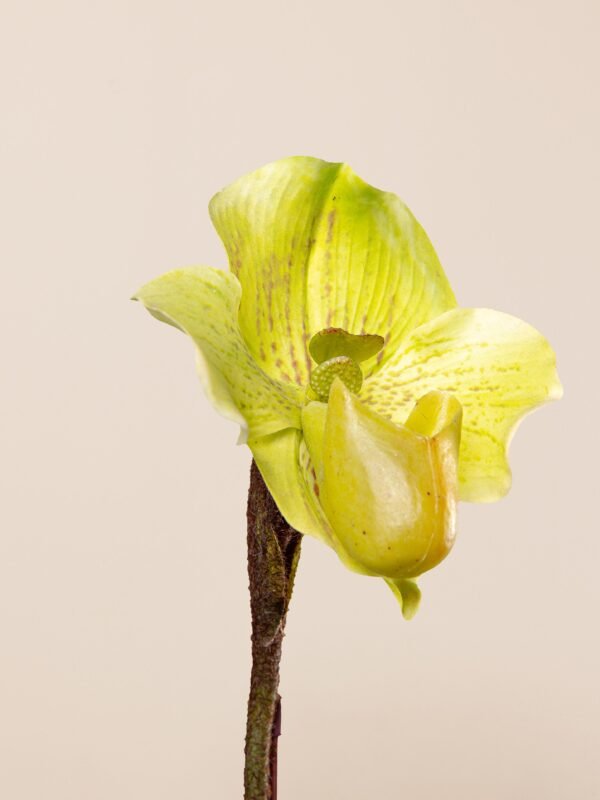 Close-up of faux lady slipper orchid flower with mottled green petals and natural texture detailing.