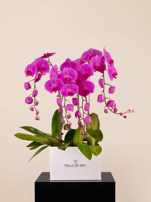 Large cascading fuchsia orchid arrangement in white Houz of Zen box