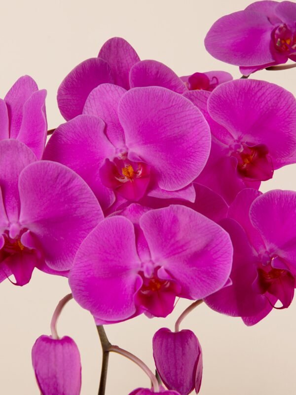 Close-up of vibrant fuchsia orchid petals in cascading form
