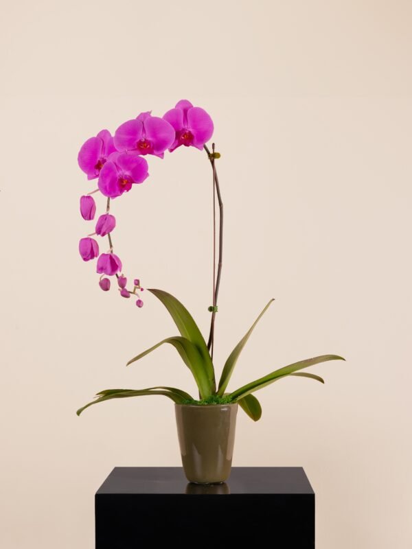 Arched magenta orchid in green glass vase on pedestal