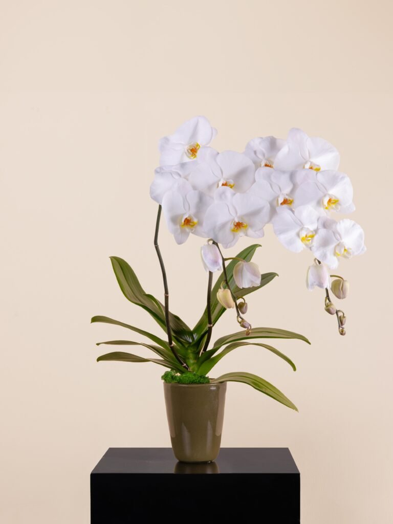 White orchid in green glass vase with moss base