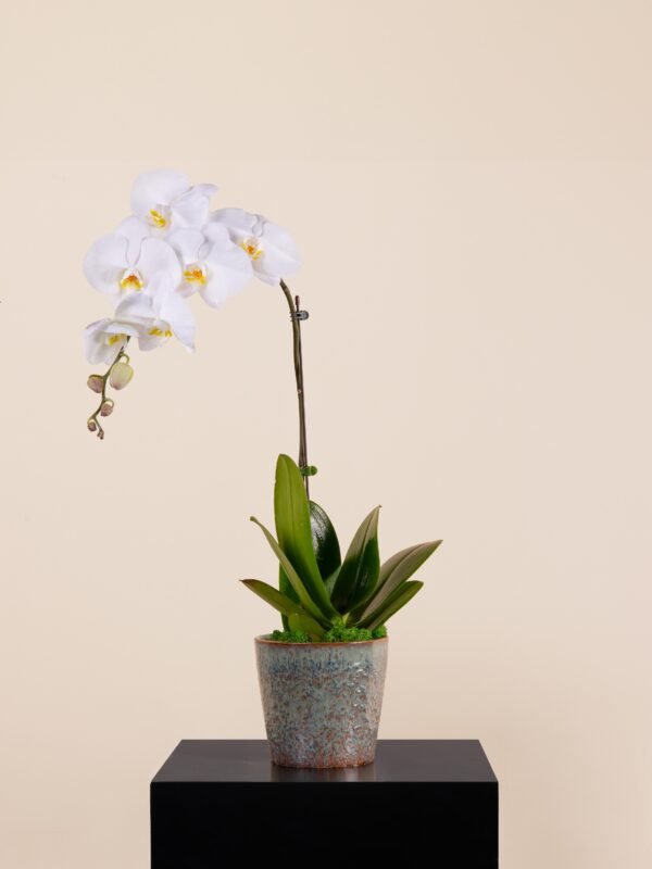 White orchid in blue glazed ceramic vase on black pedestal