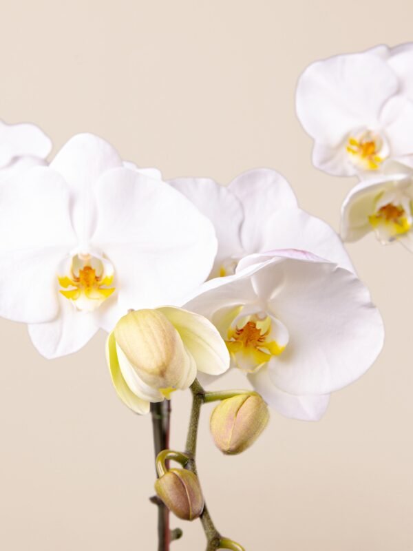 Close-up of white orchid petals with yellow centers