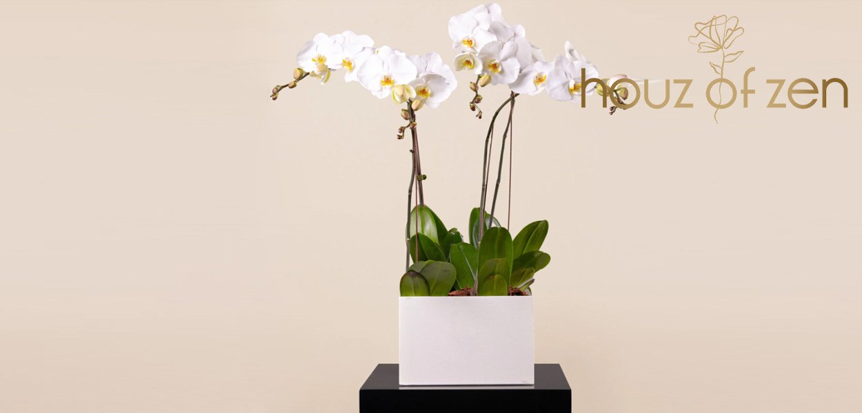 most expensive flowers in Dubai