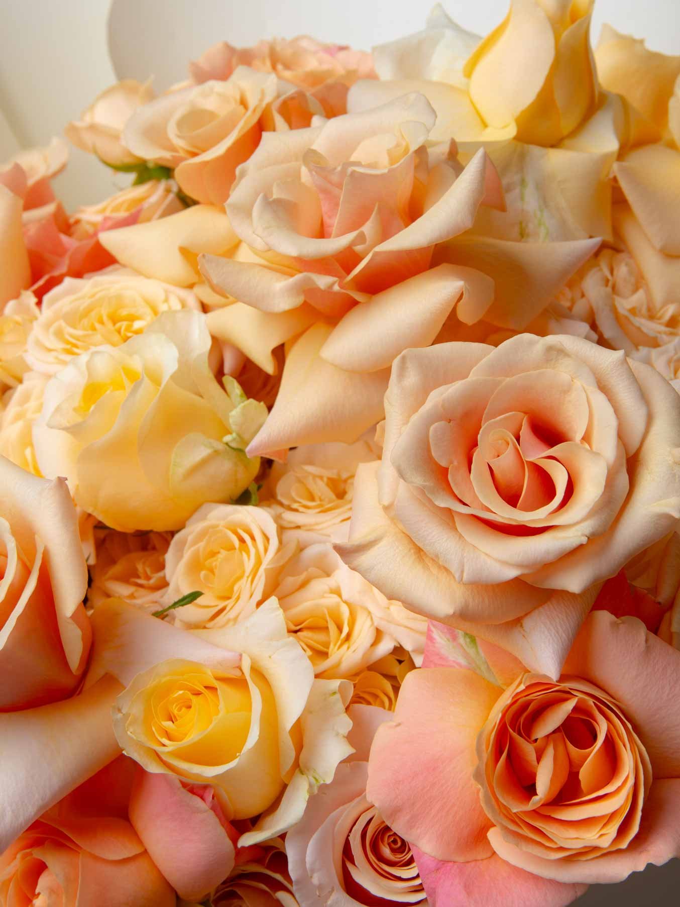 ZEN Apricot Cloud Peach Rose Detail Close-Up