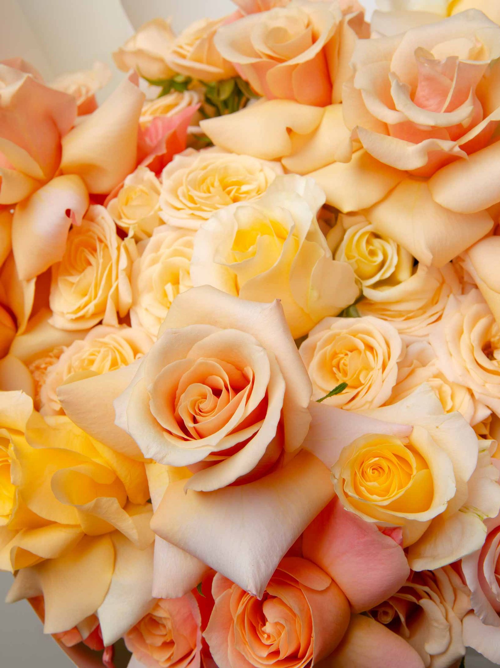 ZEN Apricot Cloud Apricot and Cream Roses Close-Up