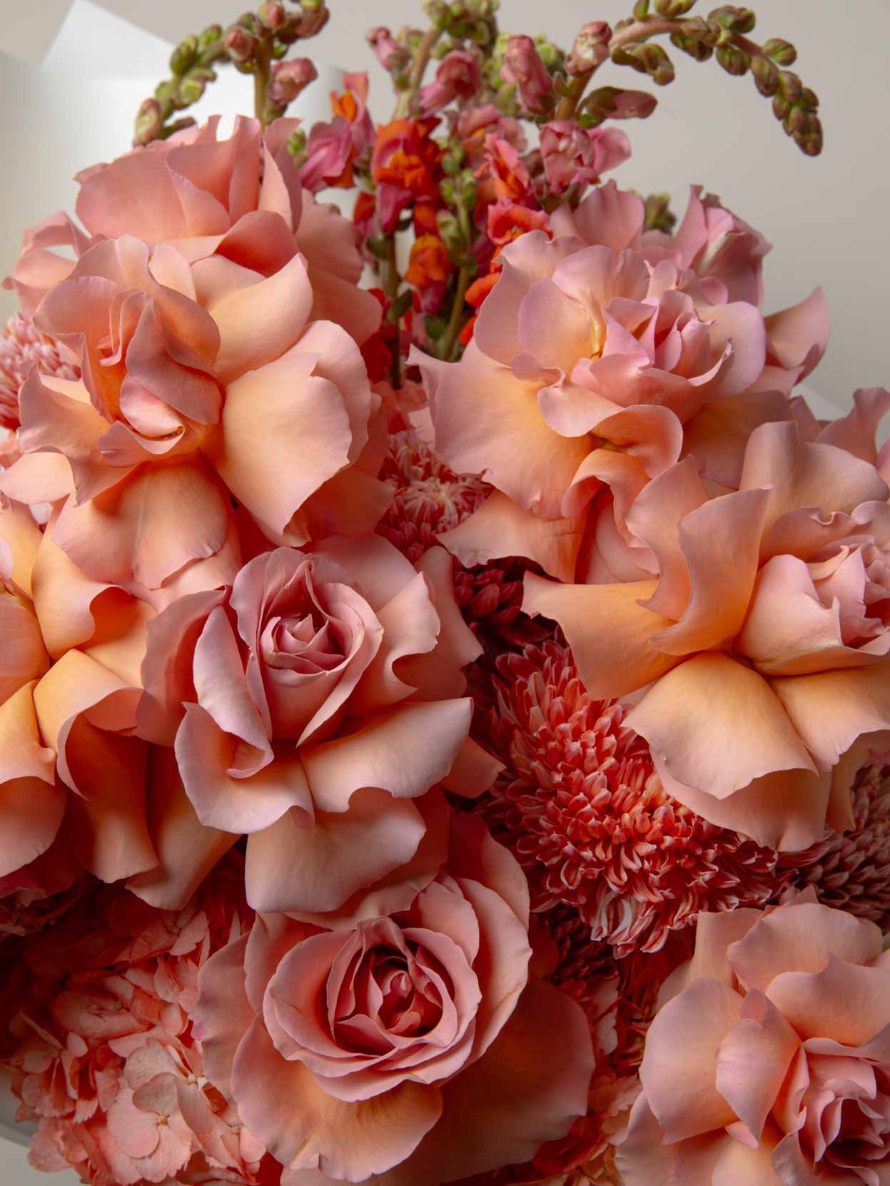 ZEN Coral Drift Peach Roses Close-Up