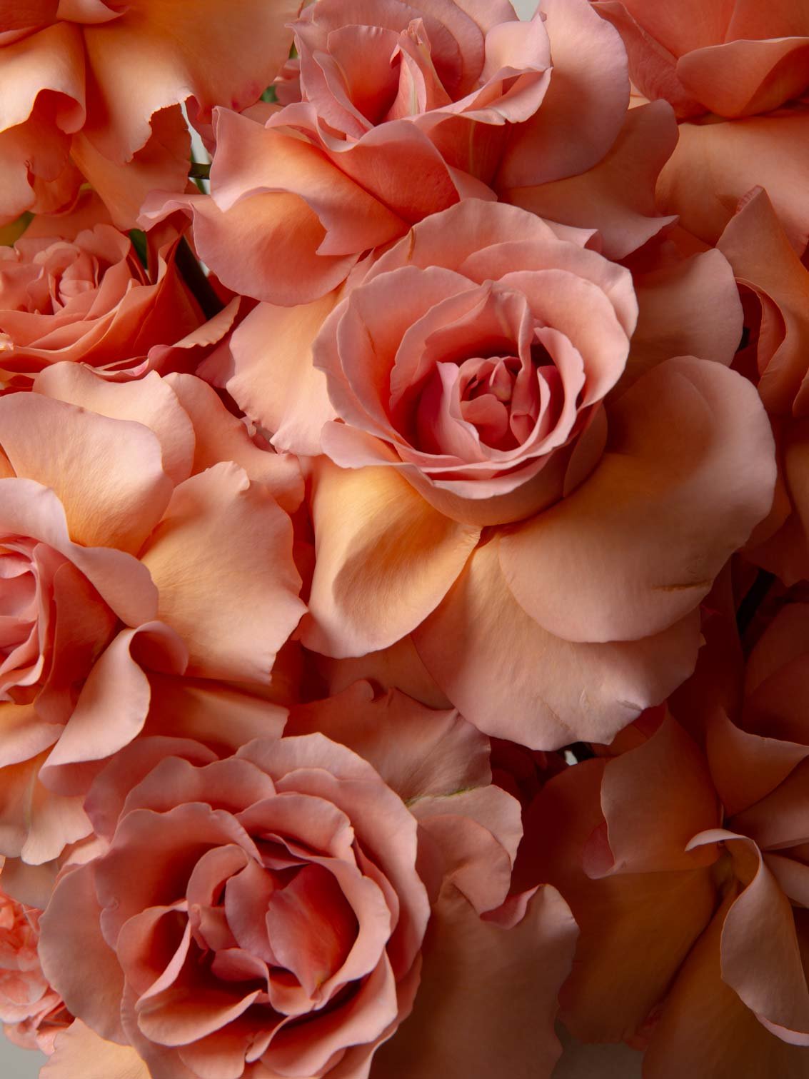 ZEN Coral Haze Peach Roses Close-Up