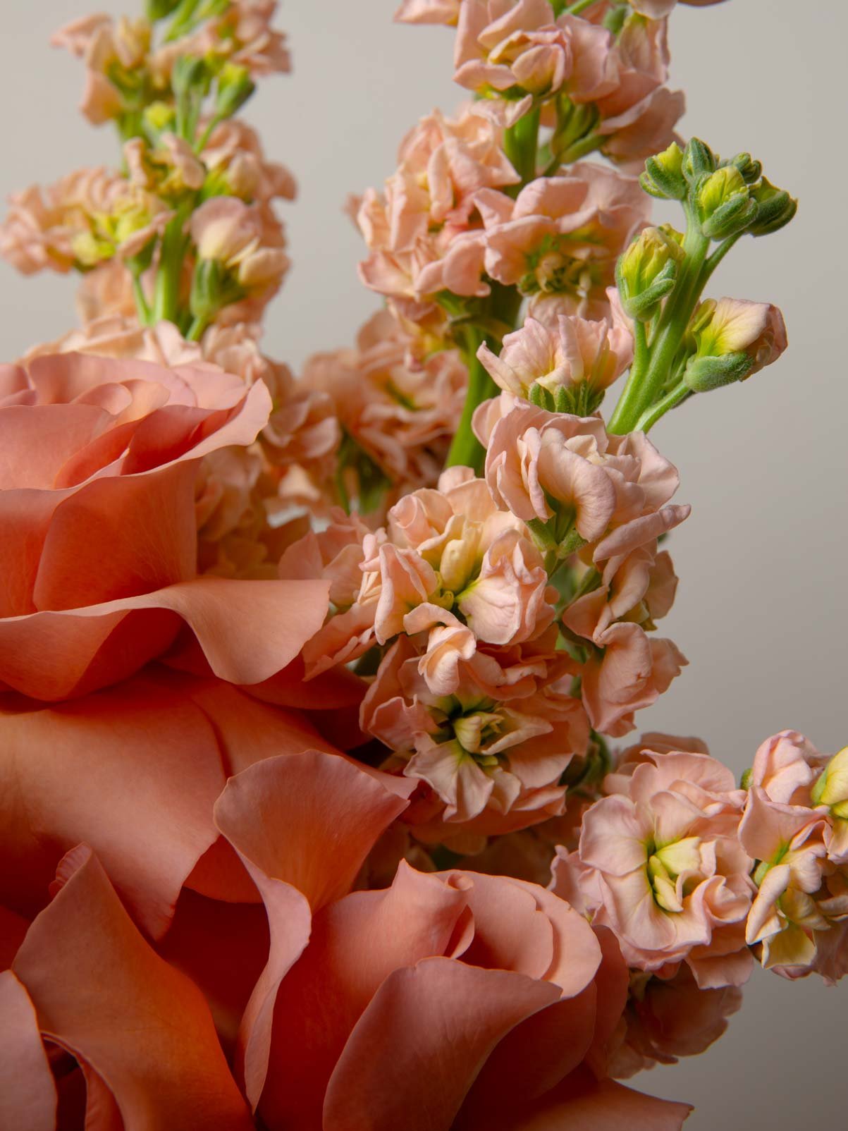 ZEN Coral Haze Lisianthus and Roses Close-Up