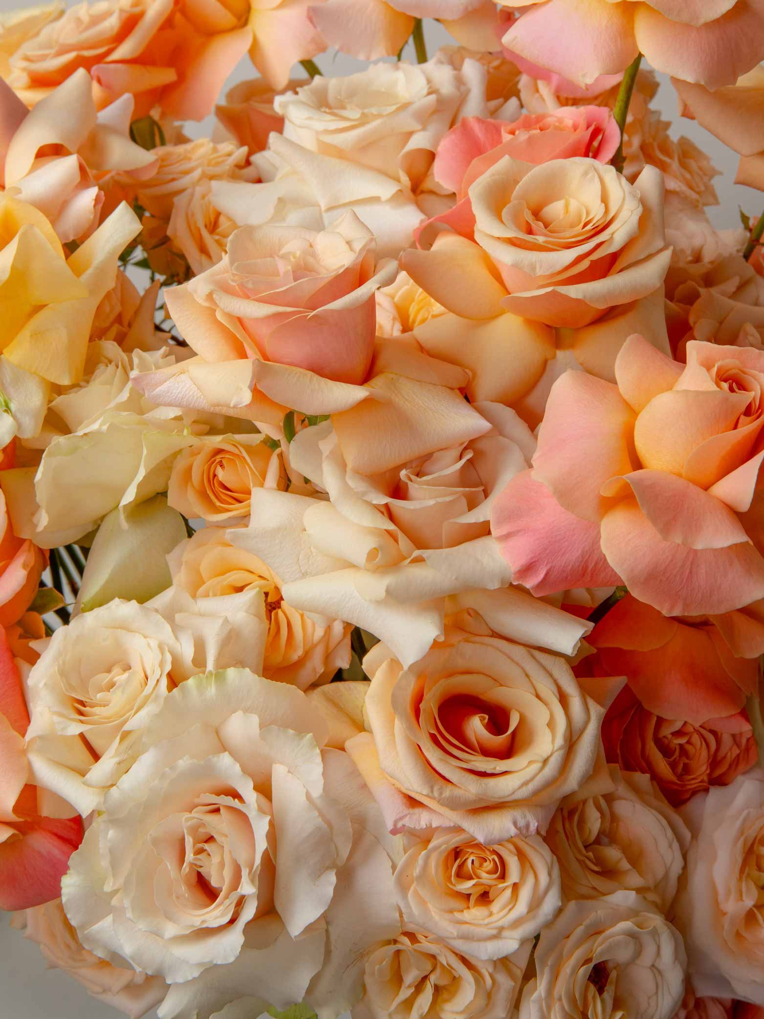 ZEN Cream Halo Cream and Peach Roses Close-Up