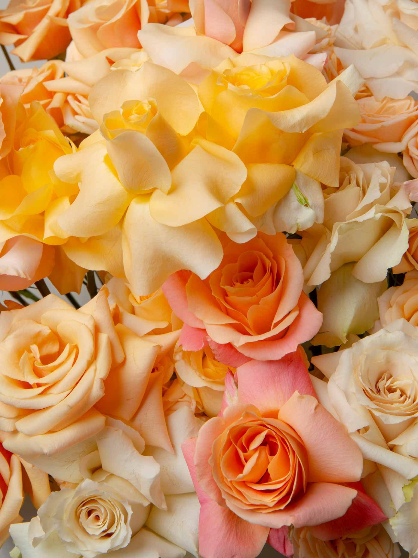 ZEN Cream Halo Warm Rose Detail Close-Up