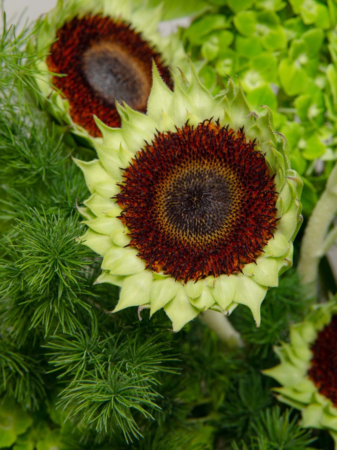 ZEN Fernlight Sunflower Accent Close-Up