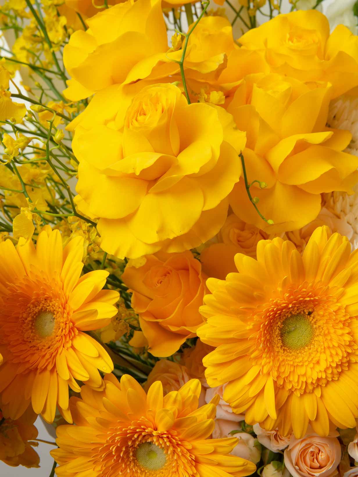 ZEN Golden Veil Yellow Roses and Gerberas Close-Up