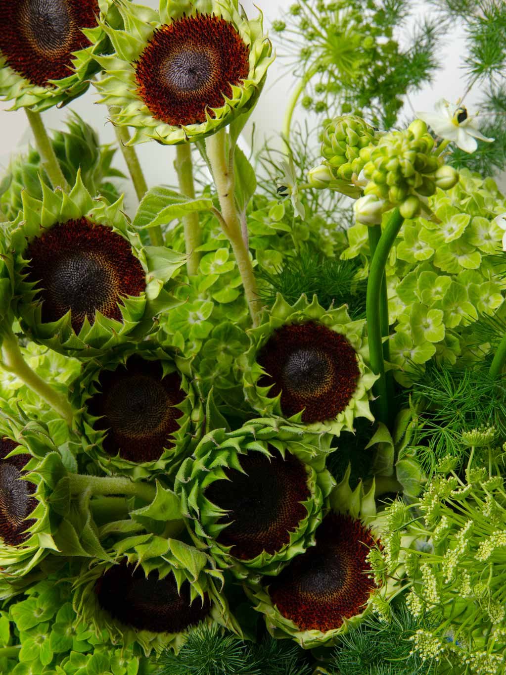 ZEN Green Solstice Sunflower Accents Close-Up