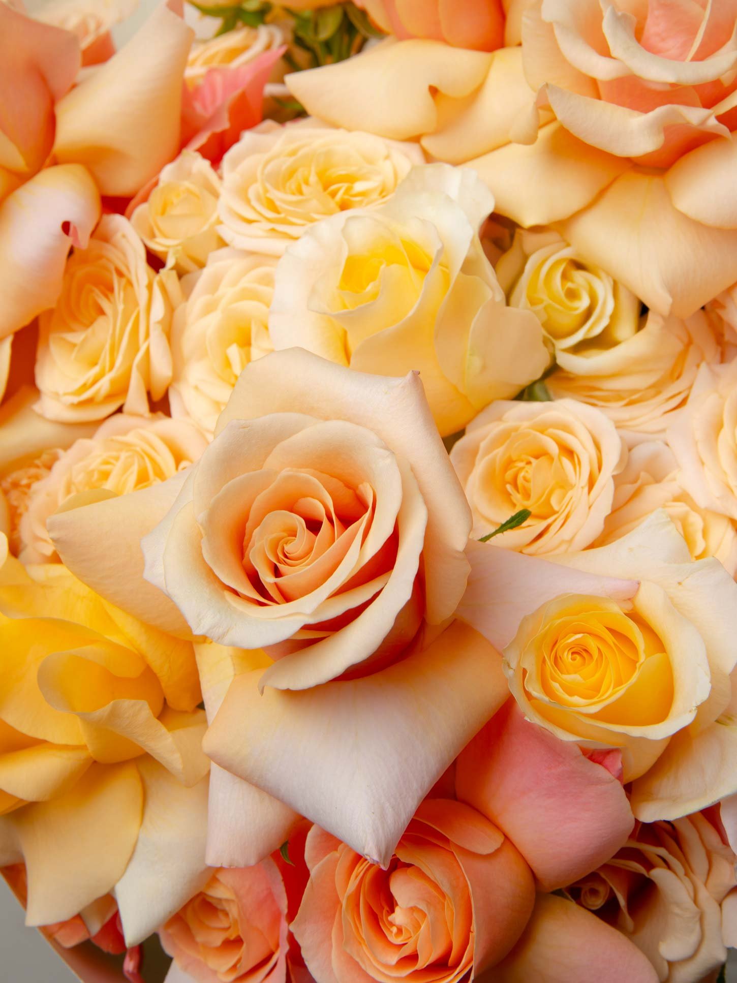 ZEN Honey Silk Peach Rose Close-Up