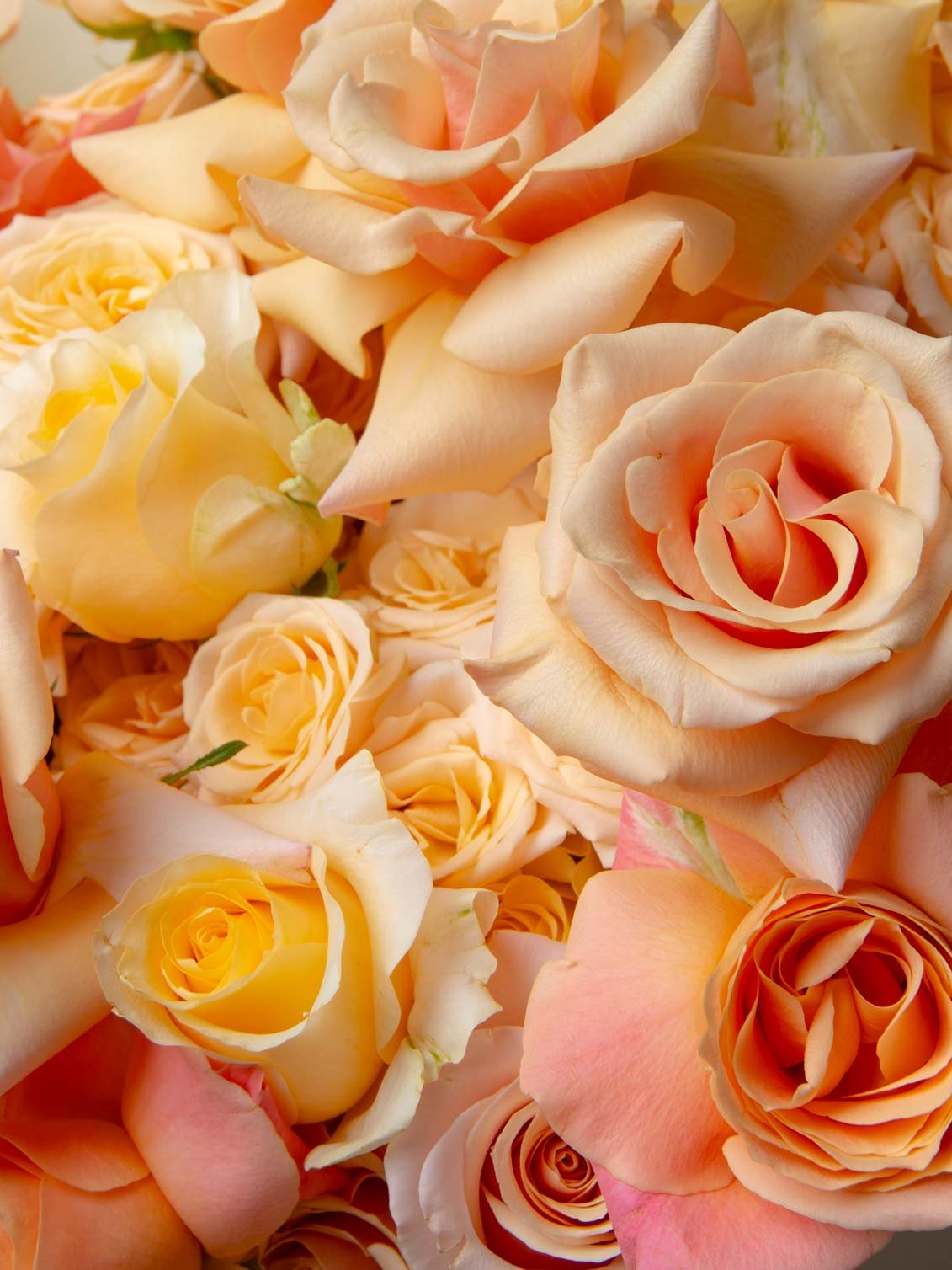 ZEN Honey Silk Rose Detail Close-Up