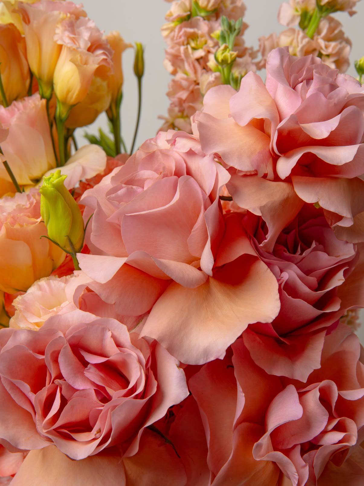ZEN Peach Dawn Peach Roses Close-Up