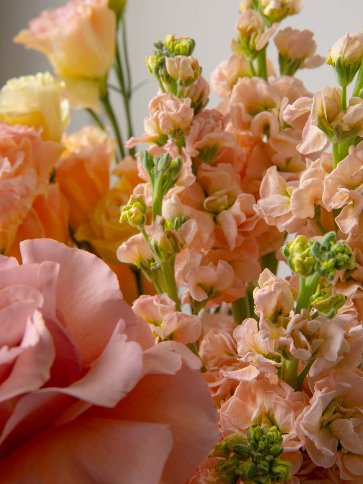 ZEN Peach Dawn Lisianthus and Roses Close-Up