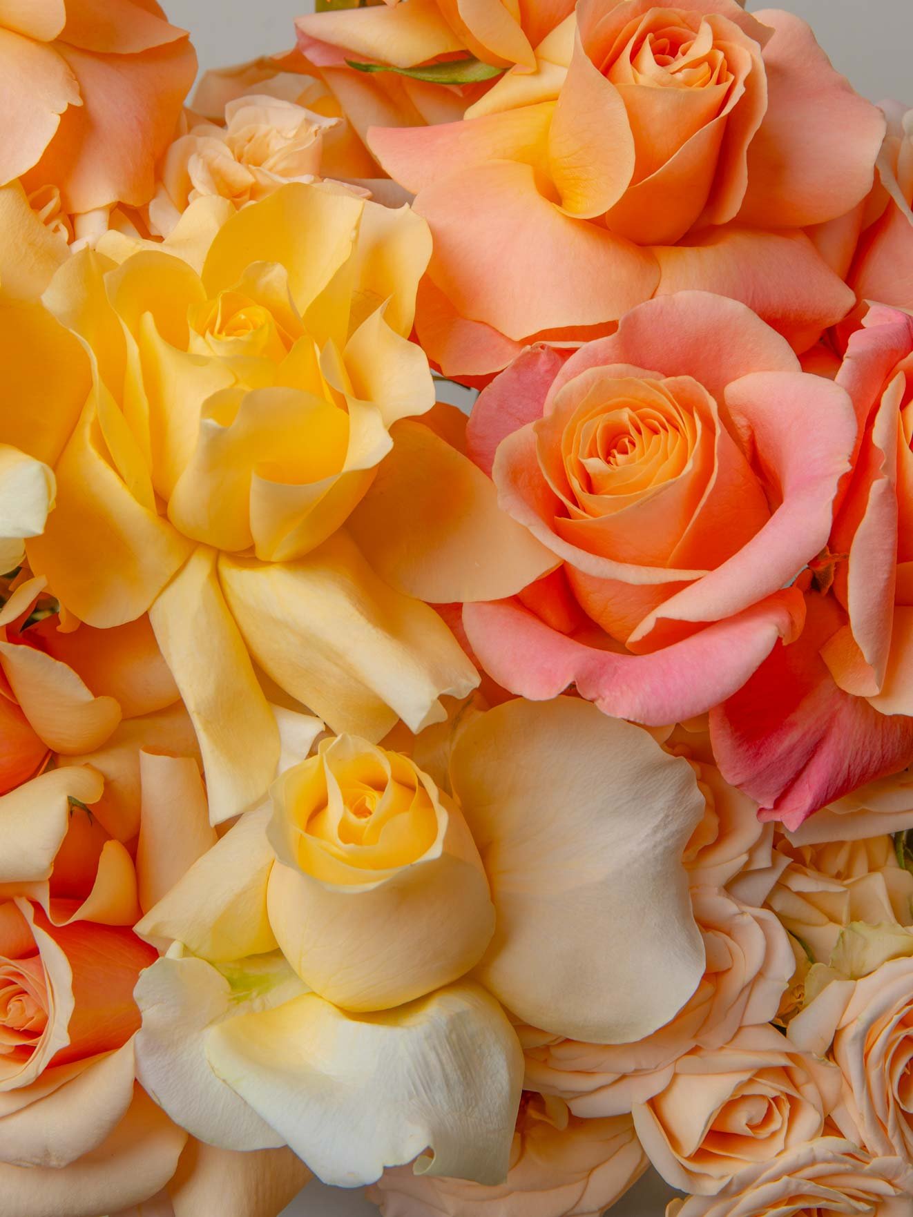 ZEN Peach Lumen Peach and Yellow Roses Close-Up