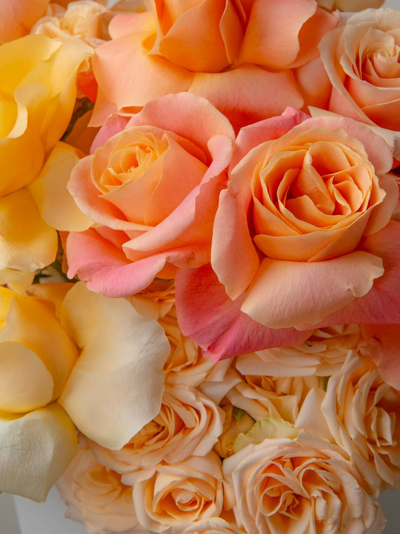 ZEN Peach Lumen Peach Rose Detail Close-Up