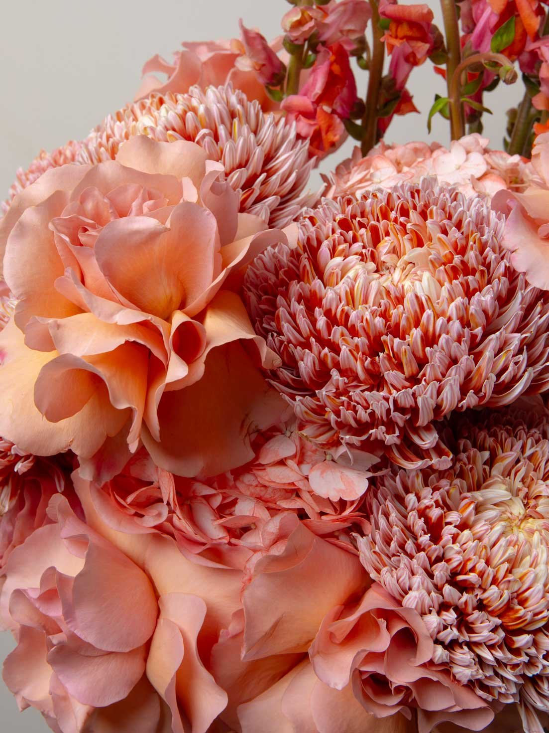 ZEN Peach Muse Roses and Chrysanthemums Close-Up