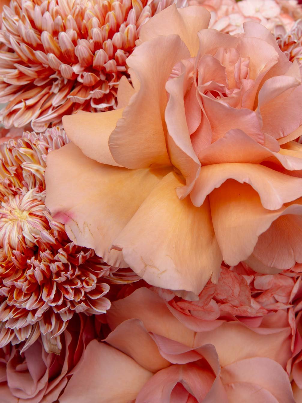 ZEN Peach Muse Peach Rose Detail Close-Up