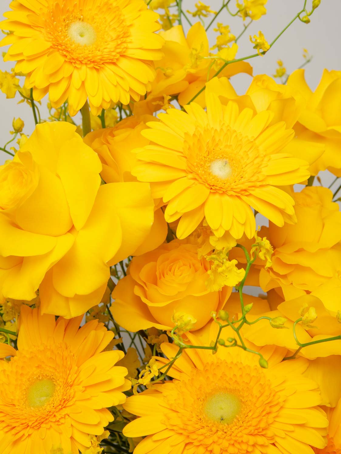 ZEN Saffron Air Yellow Flowers Close-Up
