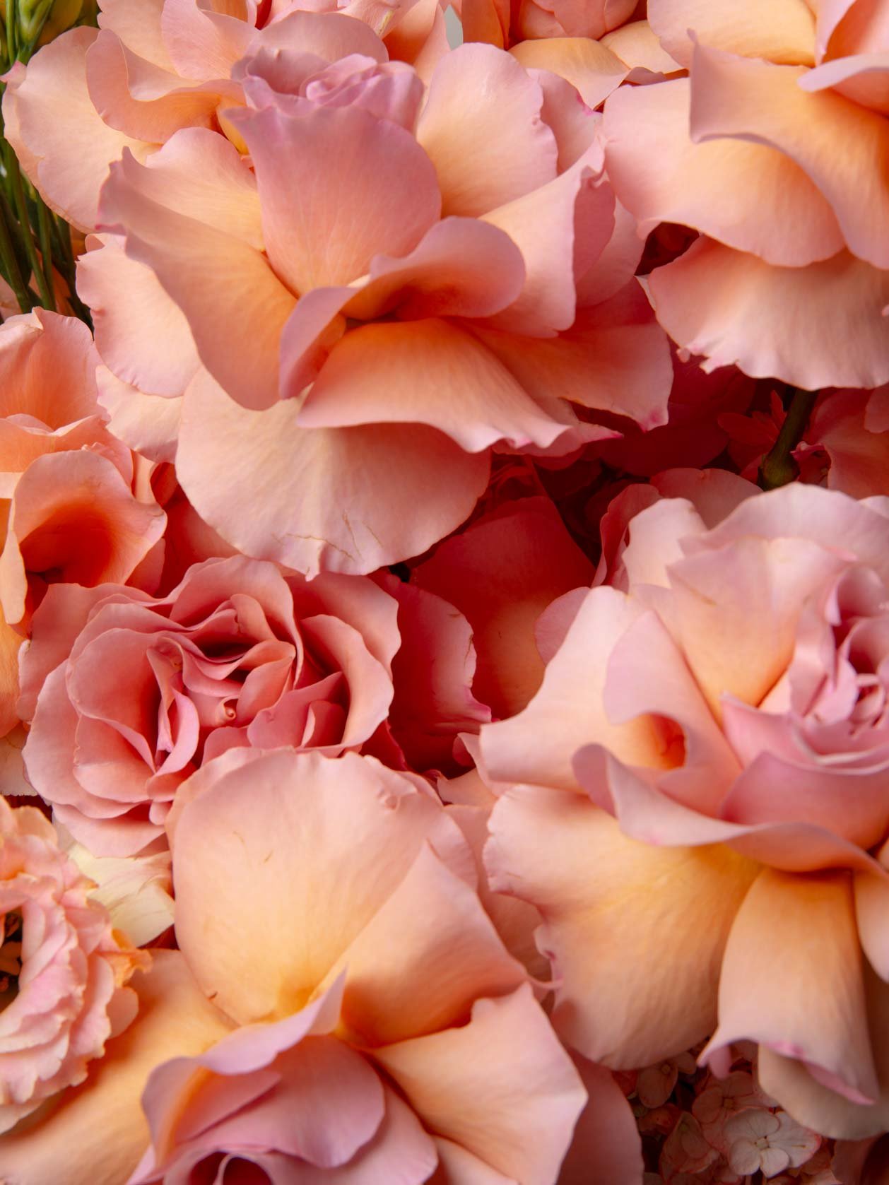 ZEN Sunlit Glow Peach Roses Close-Up