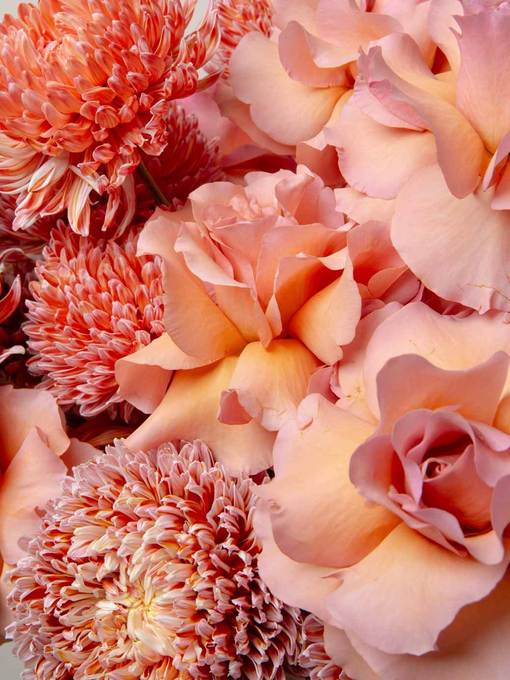 ZEN Sunset Haze Roses and Chrysanthemums Close-Up