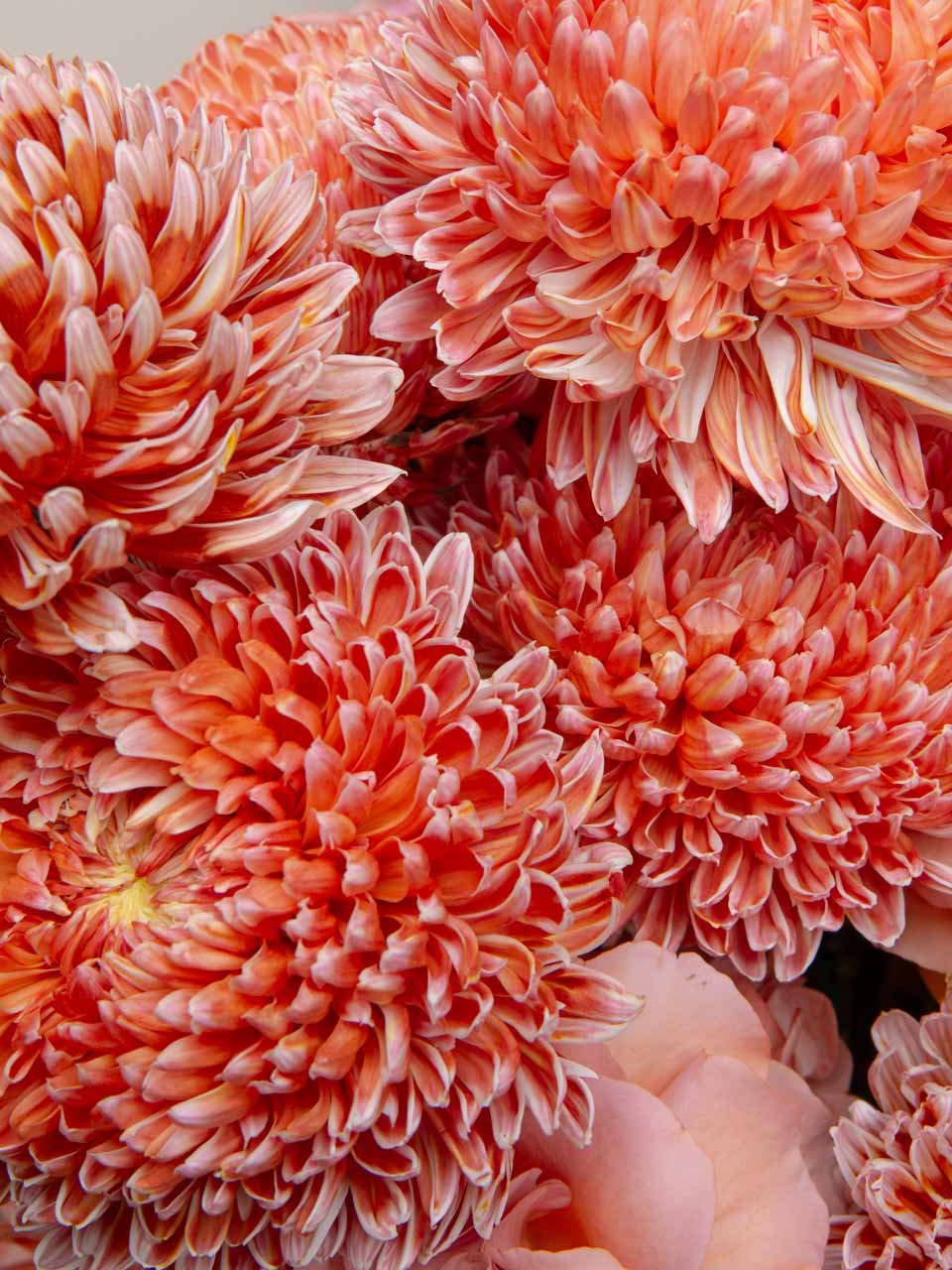 ZEN Sunset Haze Coral Chrysanthemums Close-Up